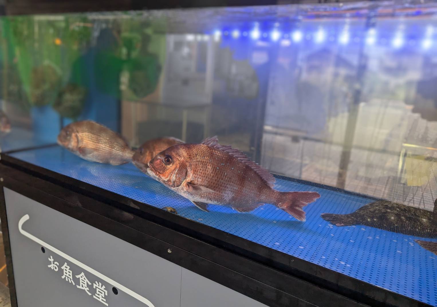 鮮魚とお魚食堂 YAMATO SAKANA